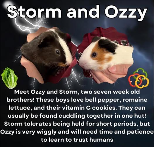 Storm and Ozzy, a Adoptable Guinea Pig in Amherst, NY image 1/2