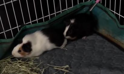 Storm and Ozzy, Adoptable, Young Male Guinea Pig.