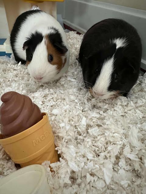 Enlarge Storm and Ozzy, a Adoptable Guinea Pig in Amherst, NY image 3/3