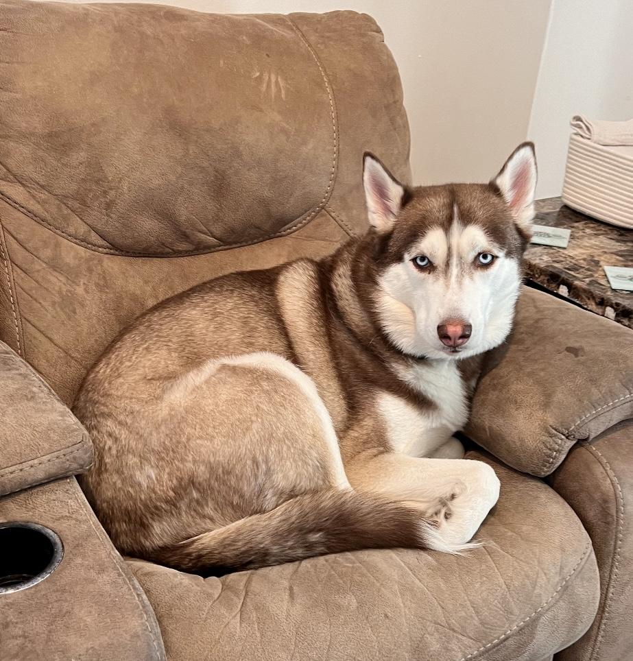 Bear (Courtesy Post), Adoptable, Adult Male Siberian Husky.