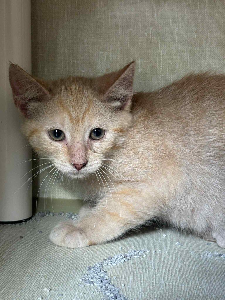 Carrot, Adoptable, Young Male Domestic Short Hair.