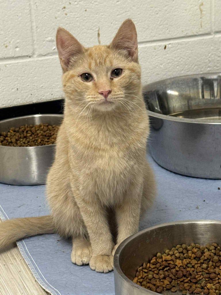 Enlarge Carrot, a Adoptable mixed breed in Marion, OH image 1/4