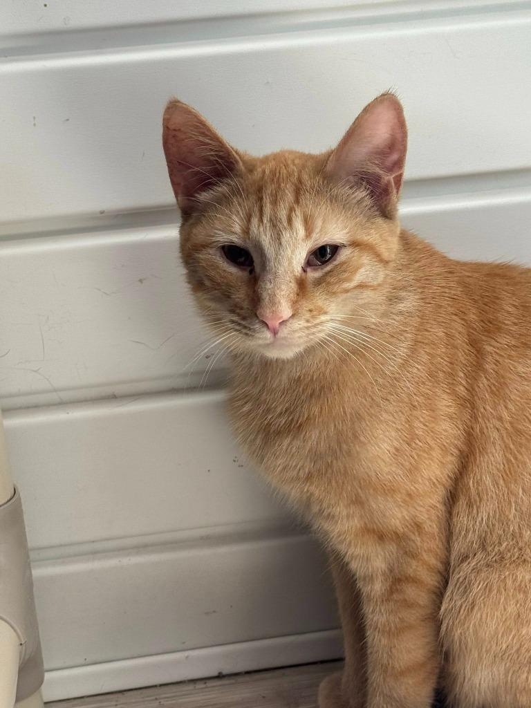 Carrot, a Adoptable mixed breed in Marion, OH image 3/5