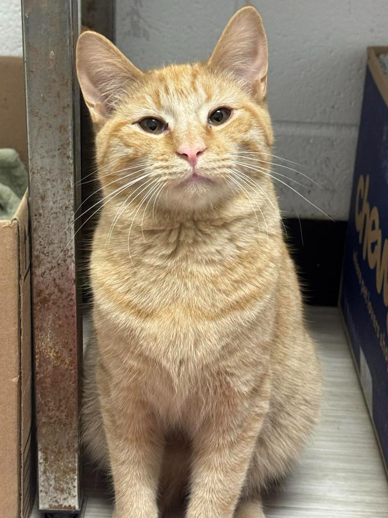 Enlarge Carrot, a Adoptable mixed breed in Marion, OH image 3/4