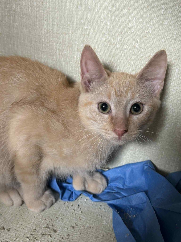 Enlarge Carrot, a Adoptable mixed breed in Marion, OH image 4/4