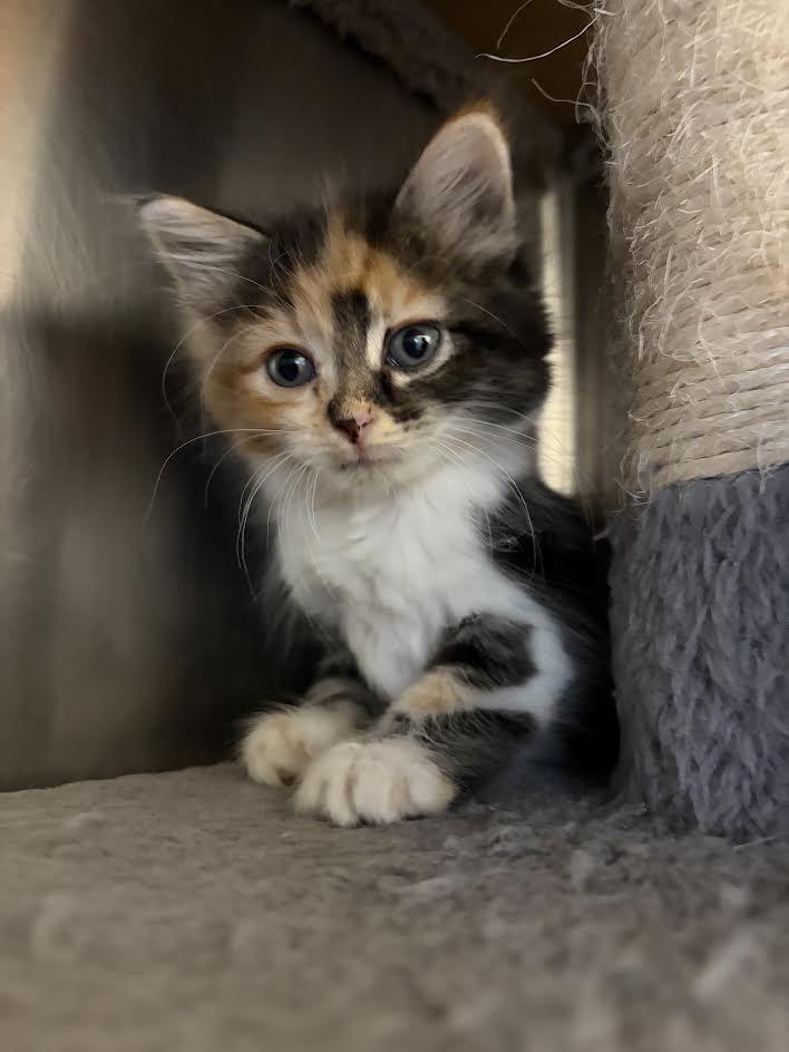 Blossom, Adopted, Kitten Female American Shorthair.
