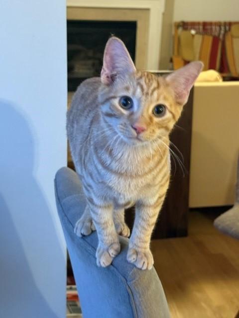 Garfield-Fee Sponsored (BOGO), a ADOPTABLE Domestic Short Hair in Leesburg, VA image 1/3