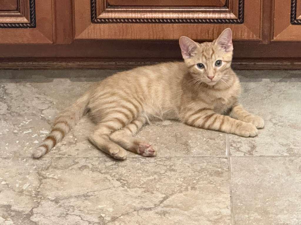 Garfield-Fee Sponsored (BOGO), a ADOPTABLE Domestic Short Hair in Leesburg, VA image 3/3