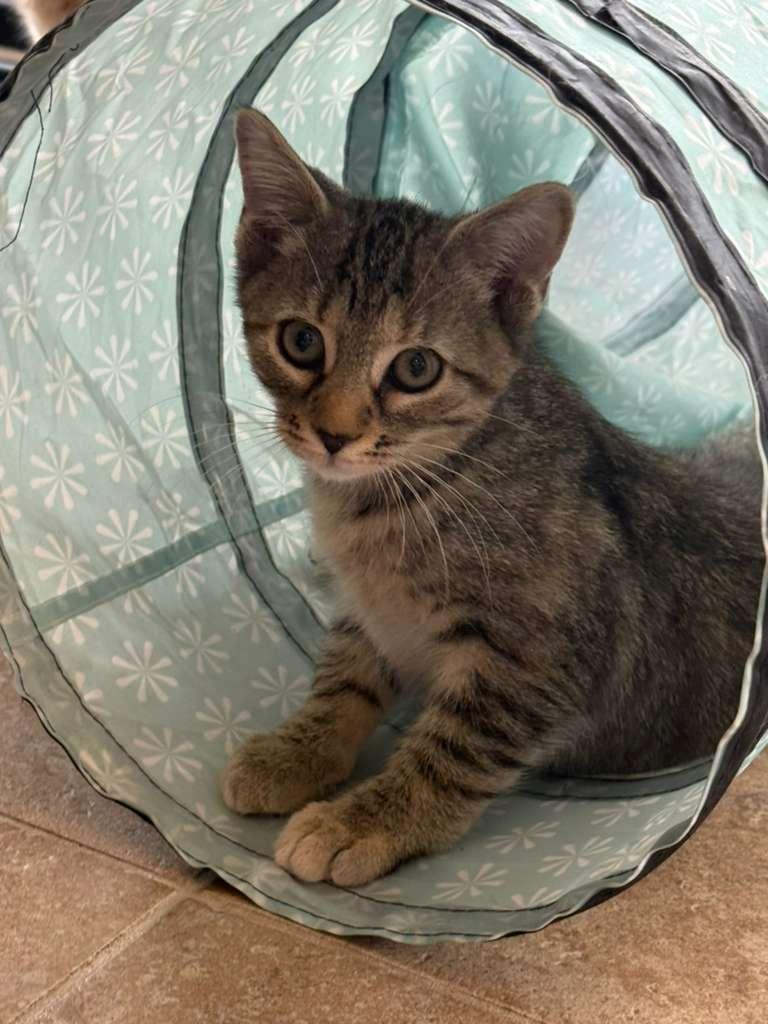 Enlarge Liz, Garfield, Nermal & Arlene, a ADOPTABLE Domestic Short Hair in Leesburg, VA image 2/4
