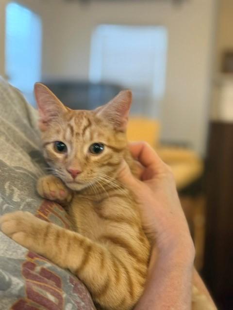Garfield-Fee Sponsored (BOGO), a ADOPTABLE Domestic Short Hair in Leesburg, VA image 2/3