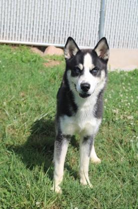 Onyx, ADOPTABLE, Young Male Husky.