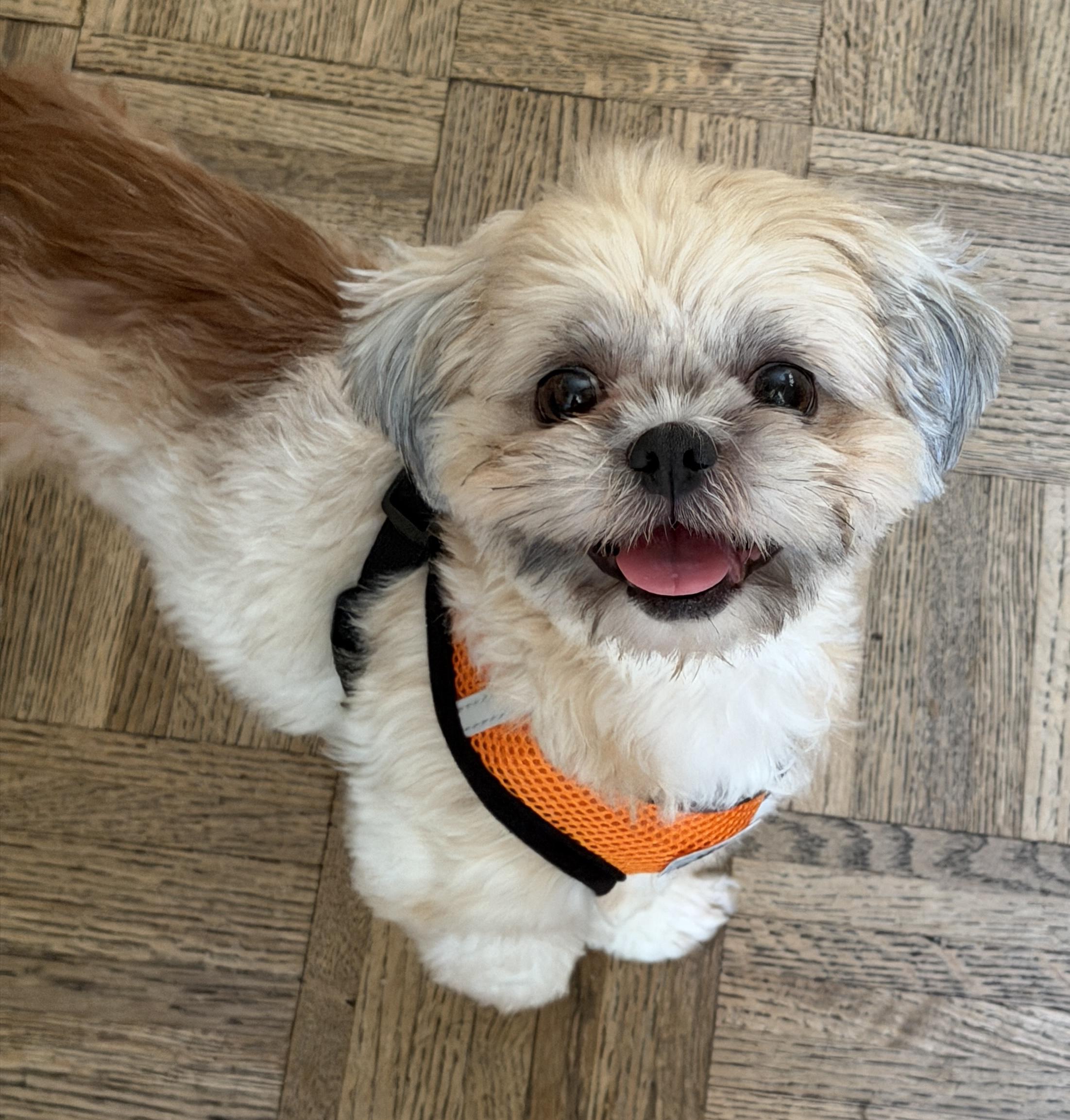 Enlarge Krumpet, a Adoptable Shih Tzu in San Jose, CA image 3/3