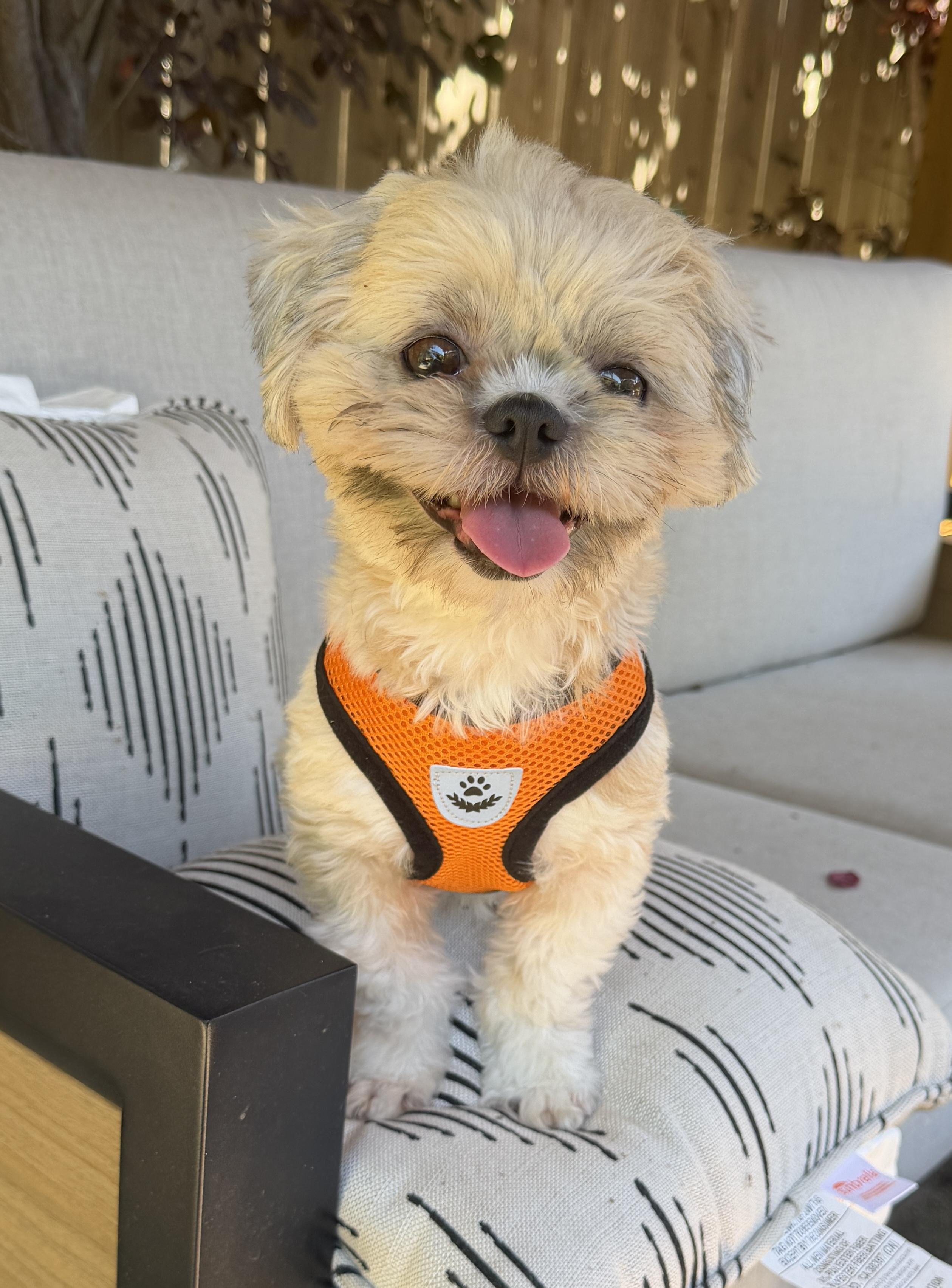 Krumpet, Adoptable, Young Female Shih Tzu.