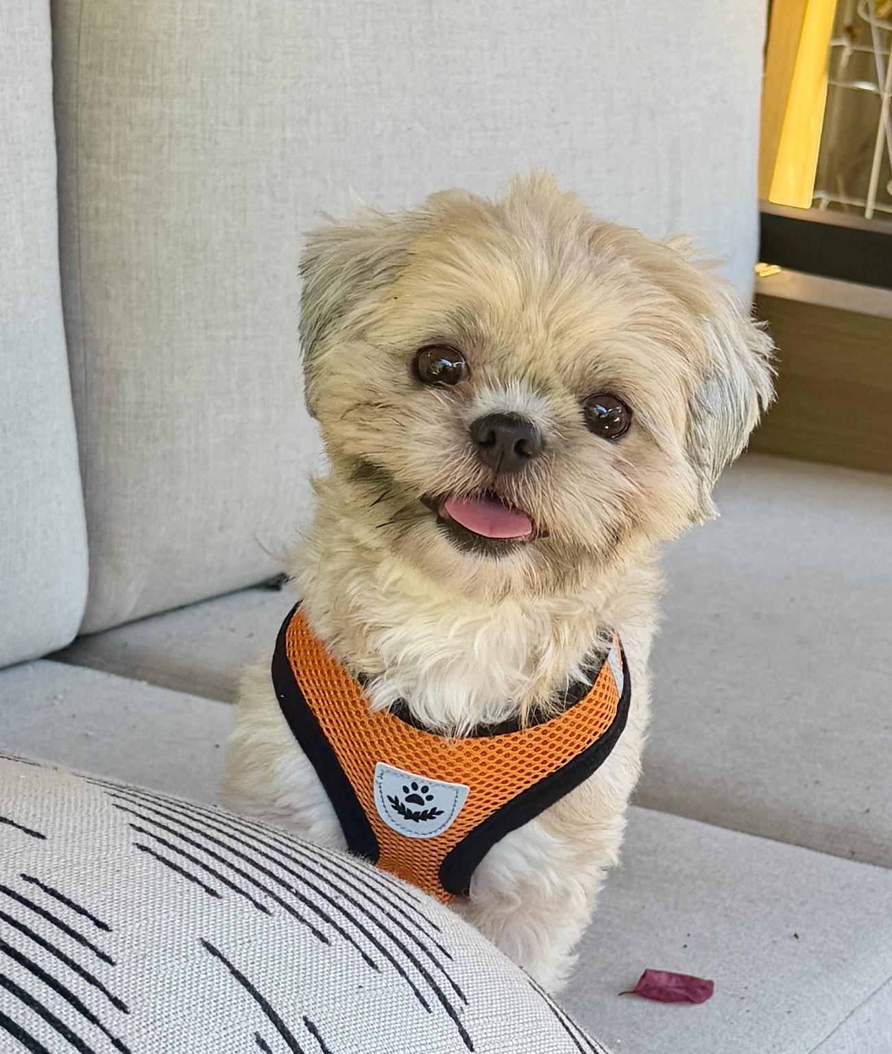 Enlarge Krumpet, a Adoptable Shih Tzu in San Jose, CA image 2/3
