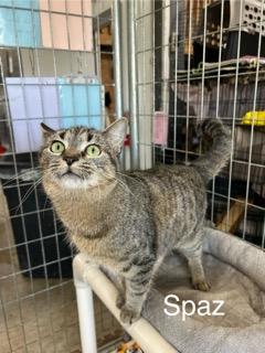 Spaz