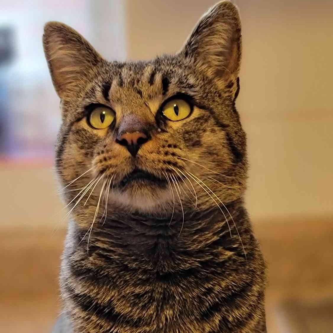 Enlarge Oakley, a ADOPTABLE Domestic Short Hair in Florham Park, NJ image 1/6