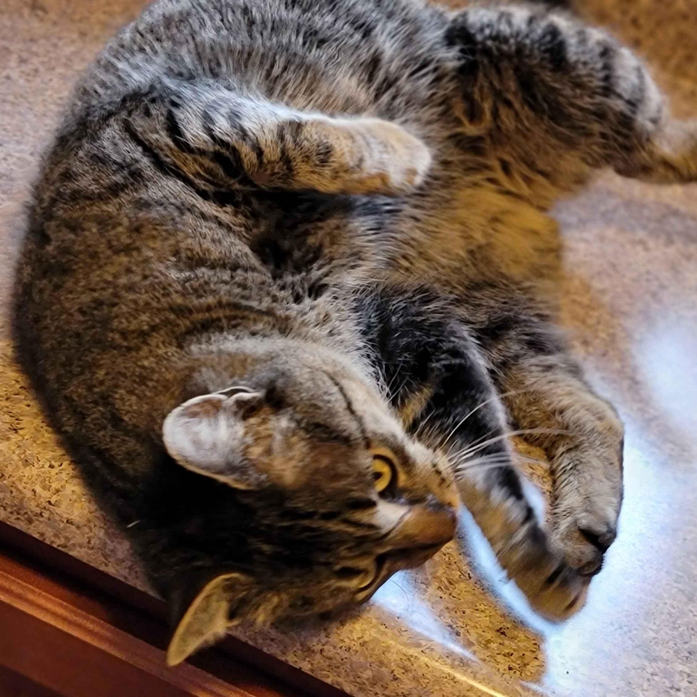 Enlarge Oakley, a ADOPTABLE Domestic Short Hair in Florham Park, NJ image 2/6