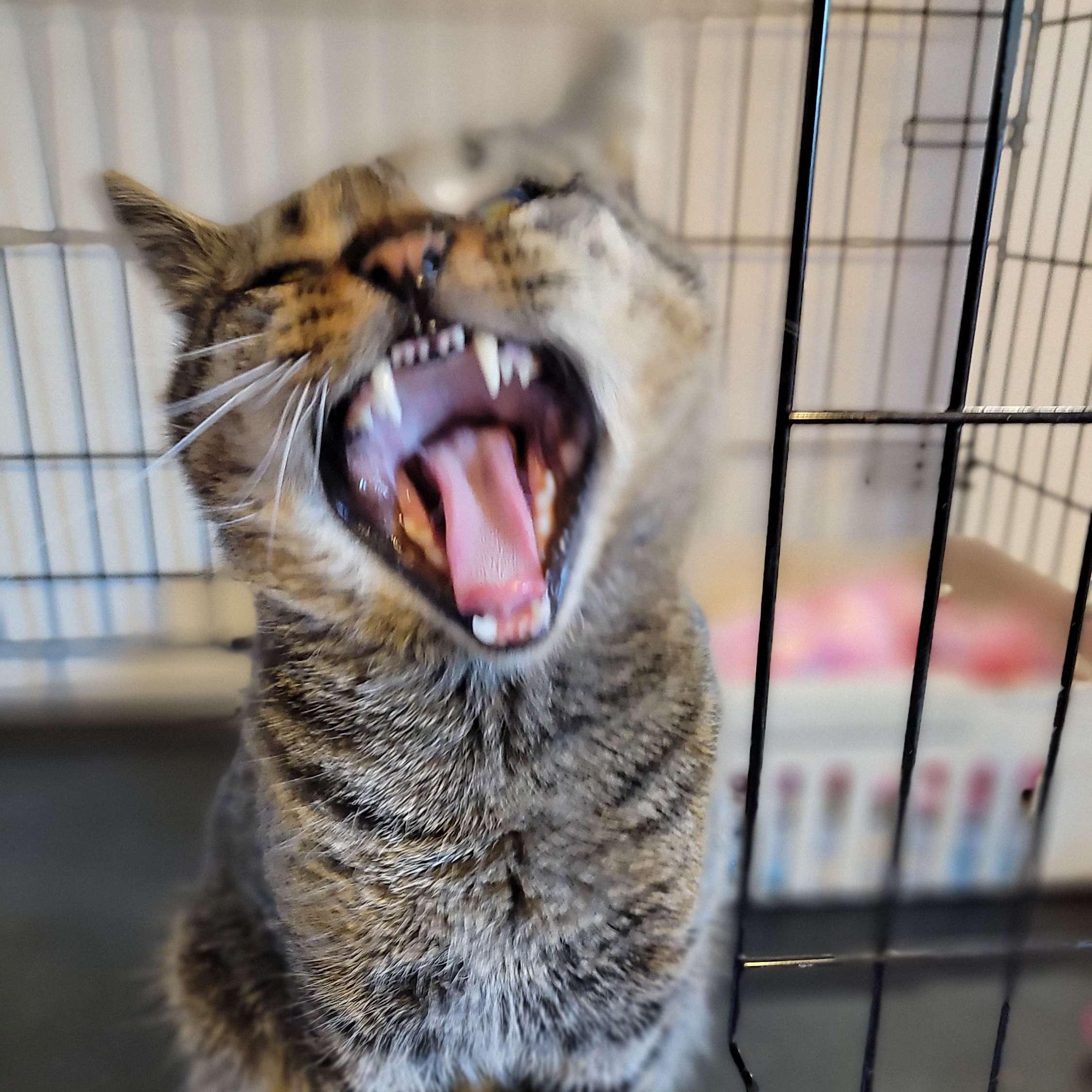 Enlarge Oakley, a ADOPTABLE Domestic Short Hair in Florham Park, NJ image 3/6