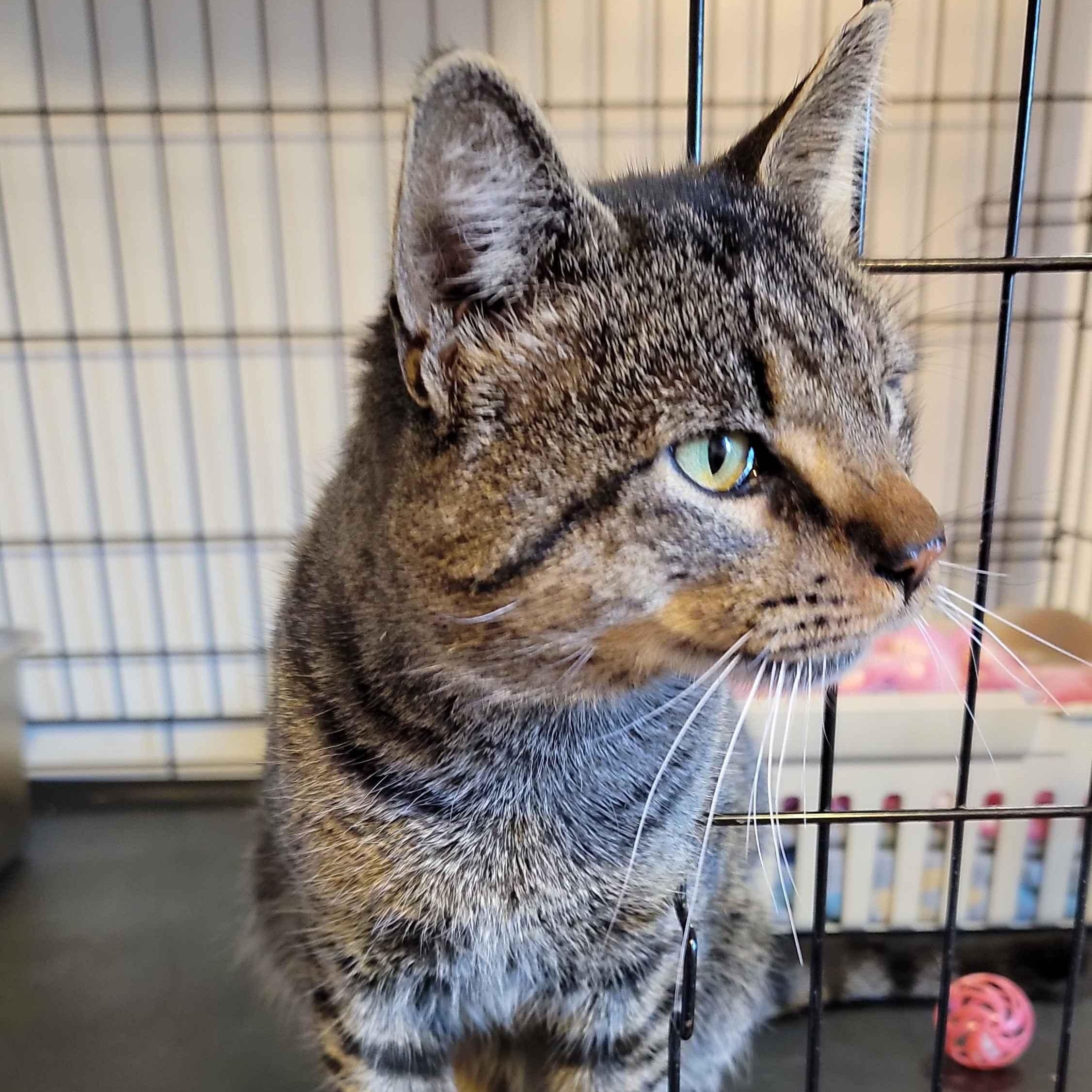 Enlarge Oakley, a ADOPTABLE Domestic Short Hair in Florham Park, NJ image 4/6