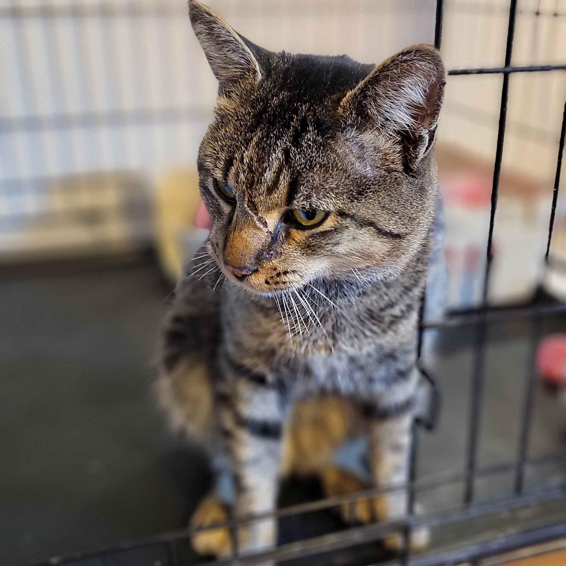 Enlarge Oakley, a ADOPTABLE Domestic Short Hair in Florham Park, NJ image 5/6