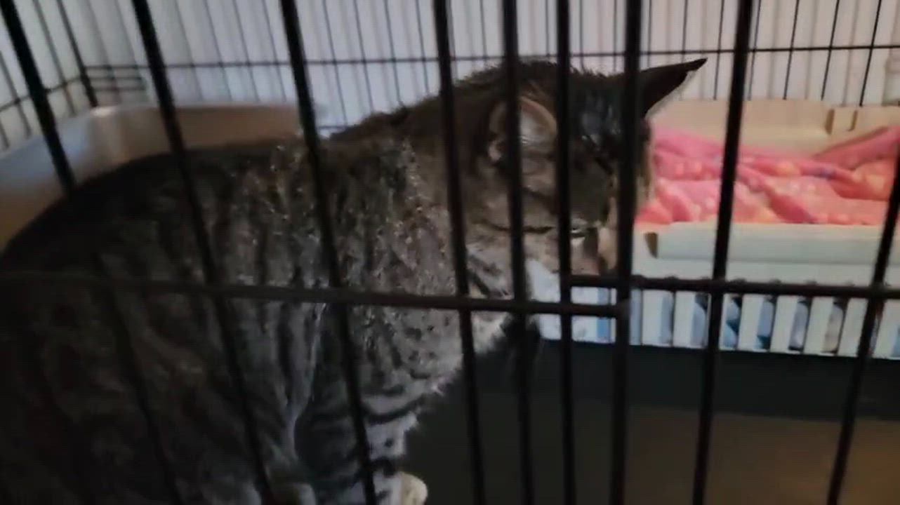 Enlarge Oakley, a ADOPTABLE Domestic Short Hair in Florham Park, NJ video 6/6