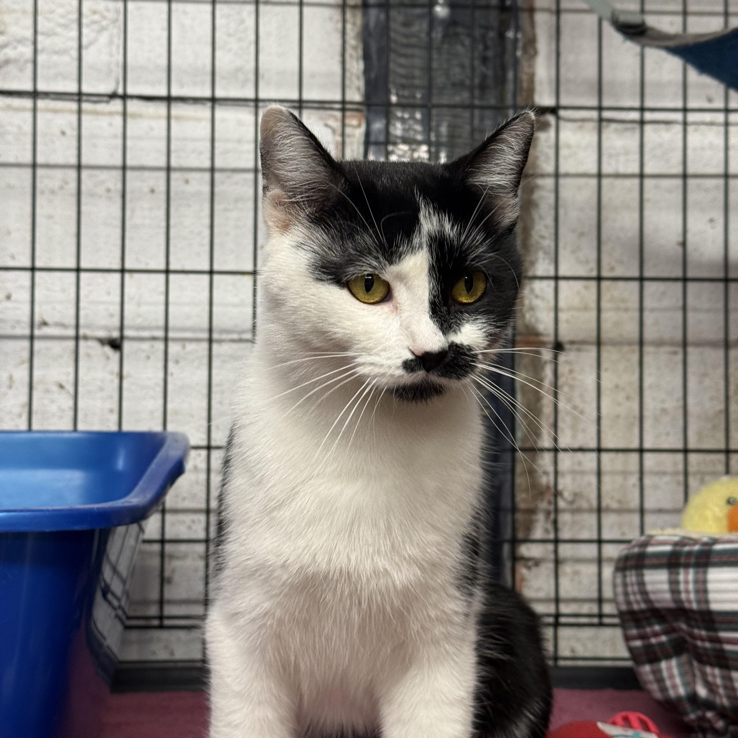 Macy, a ADOPTABLE mixed breed in East Amherst, NY image 2/4