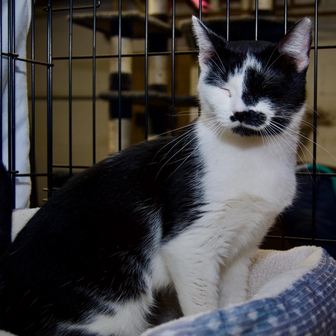 Macy, a ADOPTABLE mixed breed in East Amherst, NY image 3/4