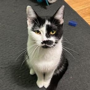 Macy, ADOPTABLE, Young Female Domestic Short Hair & Tuxedo.