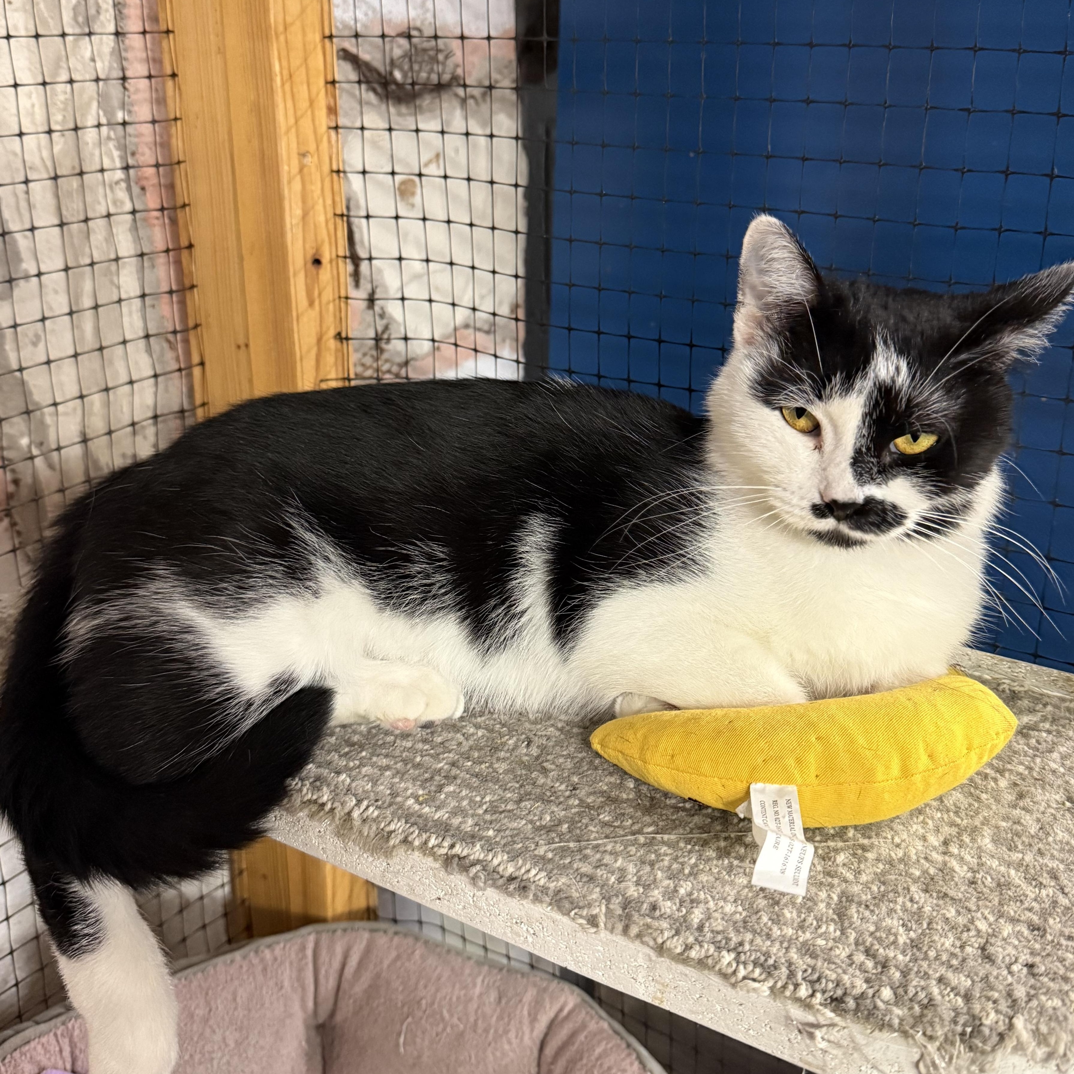 Macy, a ADOPTABLE mixed breed in East Amherst, NY image 5/5