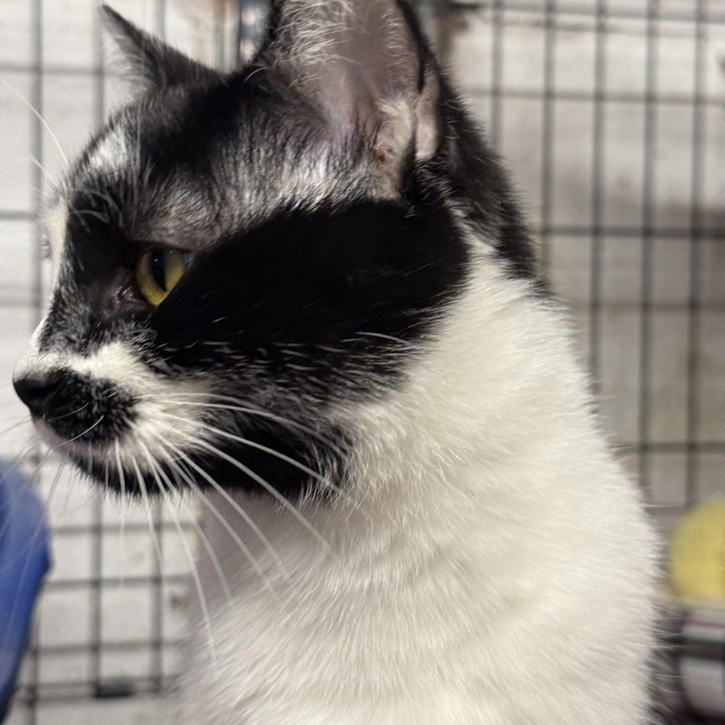 Macy, a ADOPTABLE mixed breed in East Amherst, NY image 4/4