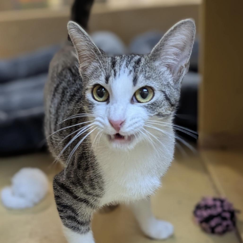 Jade, a Adoptable Domestic Short Hair in Ashland, VA image 2/2