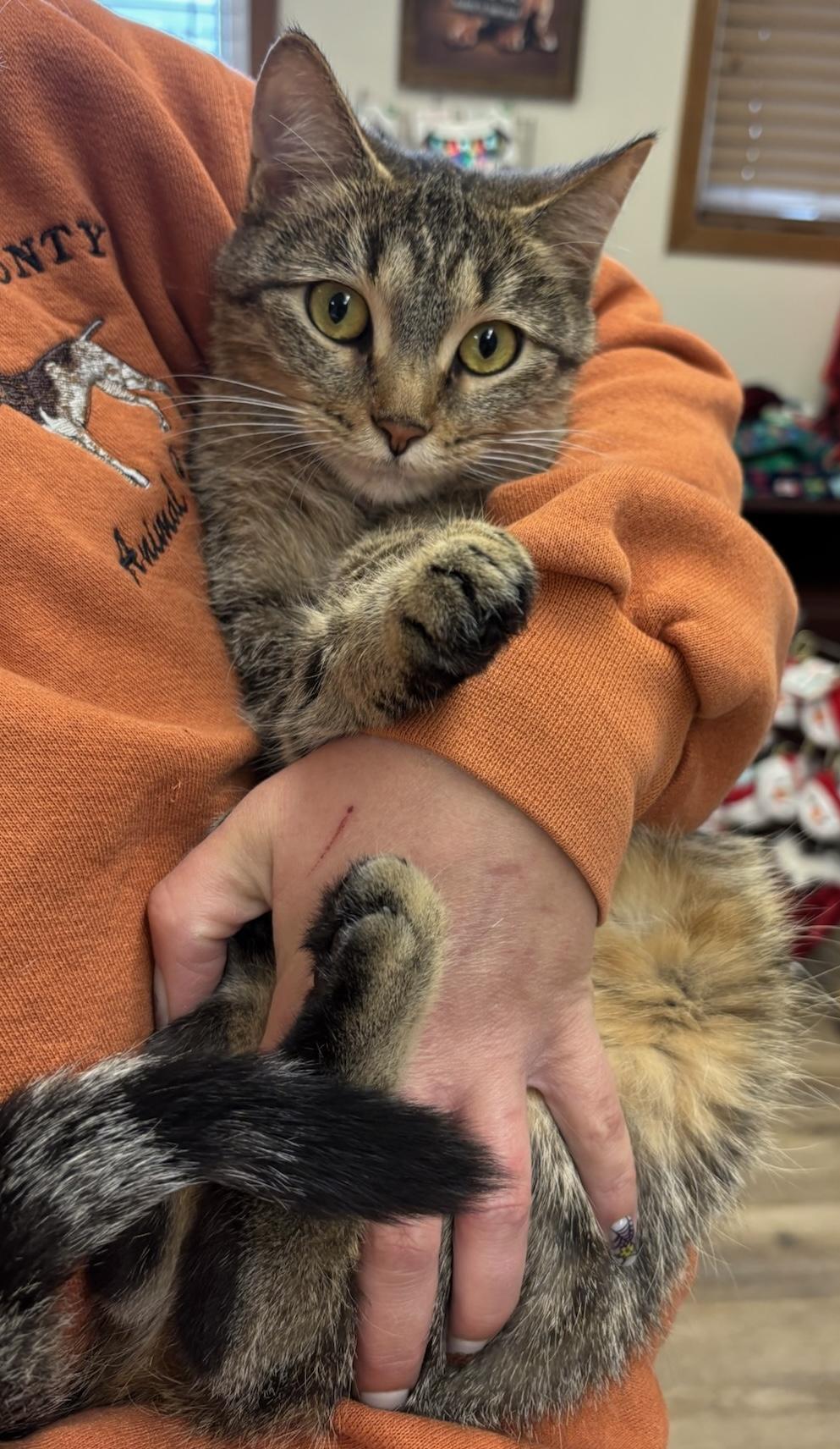 Honey, Adopted, Young Female Domestic Short Hair.