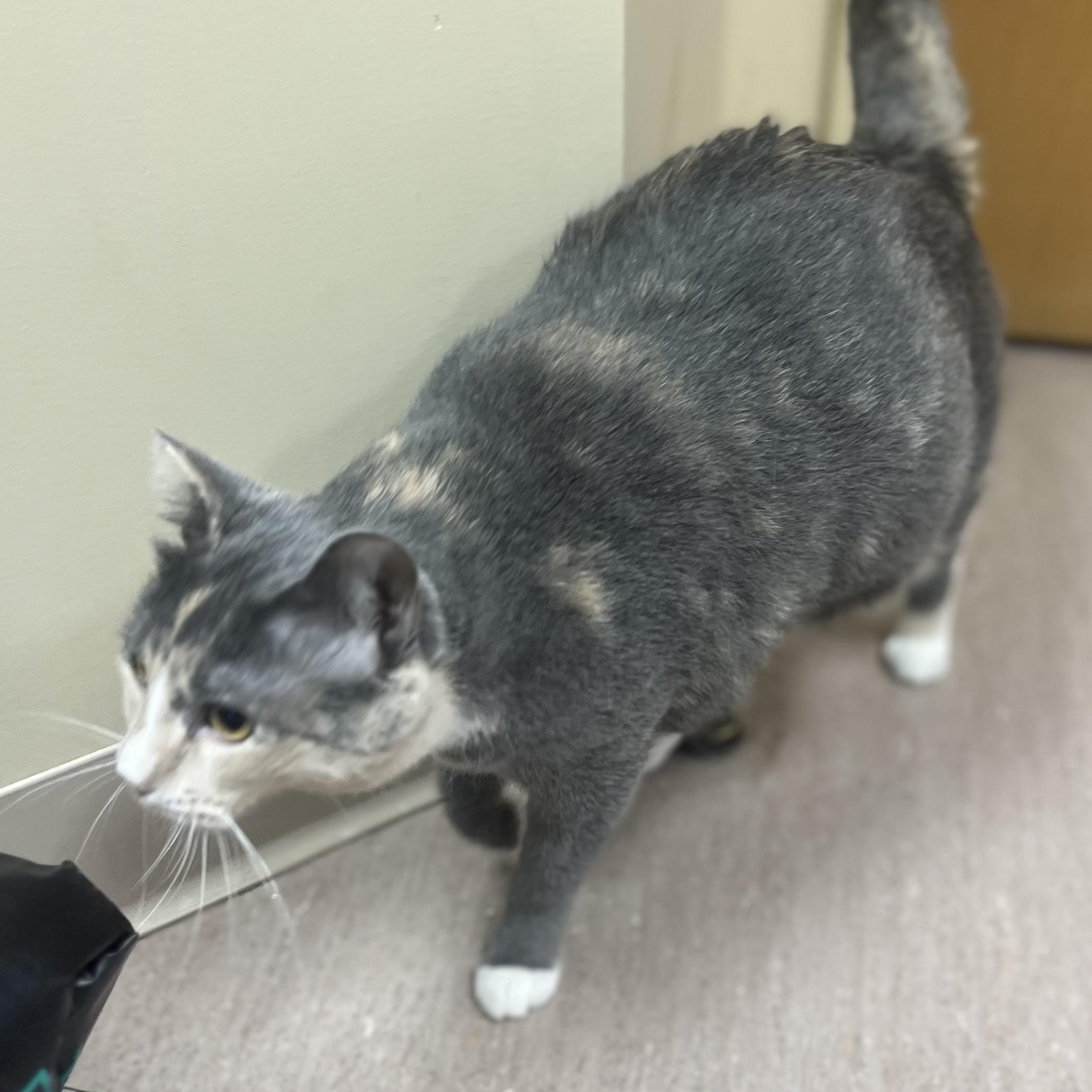 Enlarge Stormie, an adopted mixed breed in Omaha, NE image 4/6