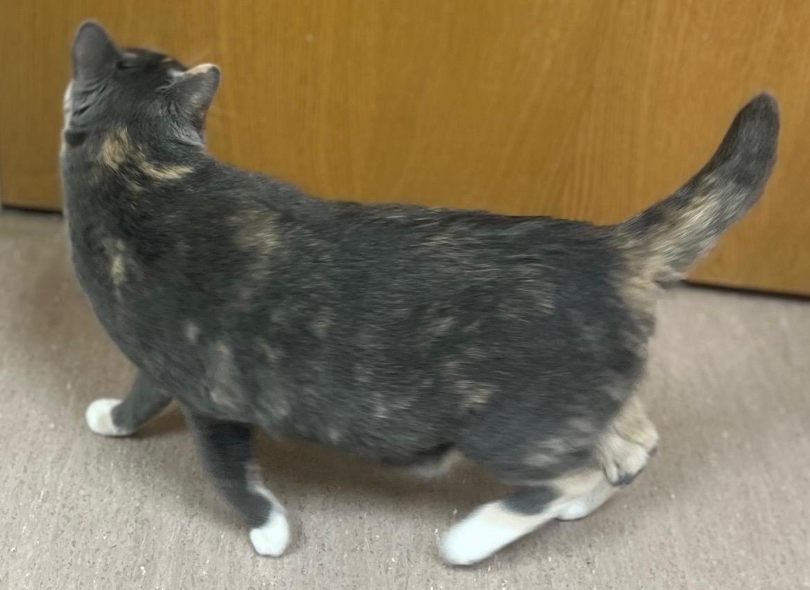 Enlarge Stormie, an adopted mixed breed in Omaha, NE image 5/6