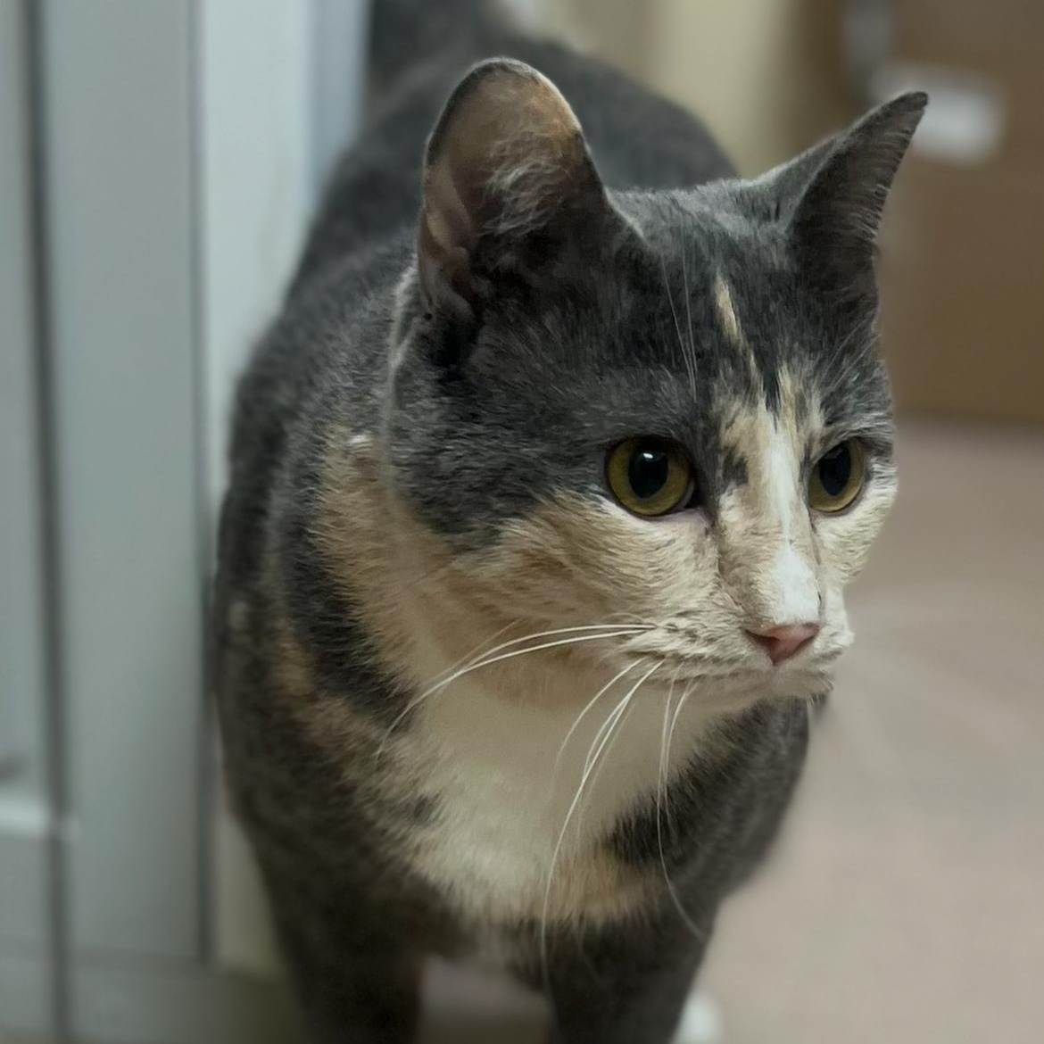 Enlarge Stormie, an adopted mixed breed in Omaha, NE image 3/6