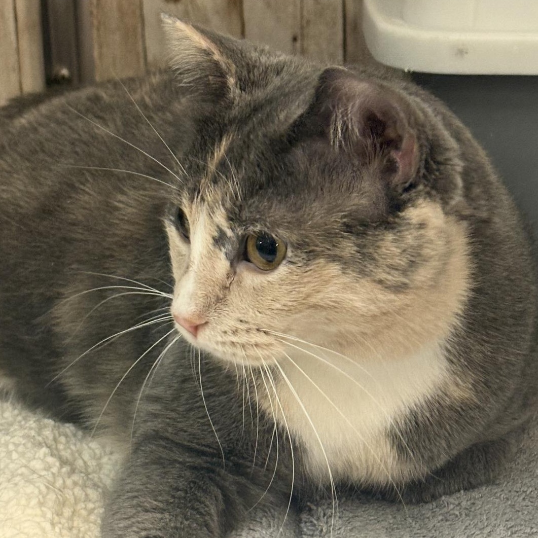 Enlarge Stormie, an adopted mixed breed in Omaha, NE image 6/6