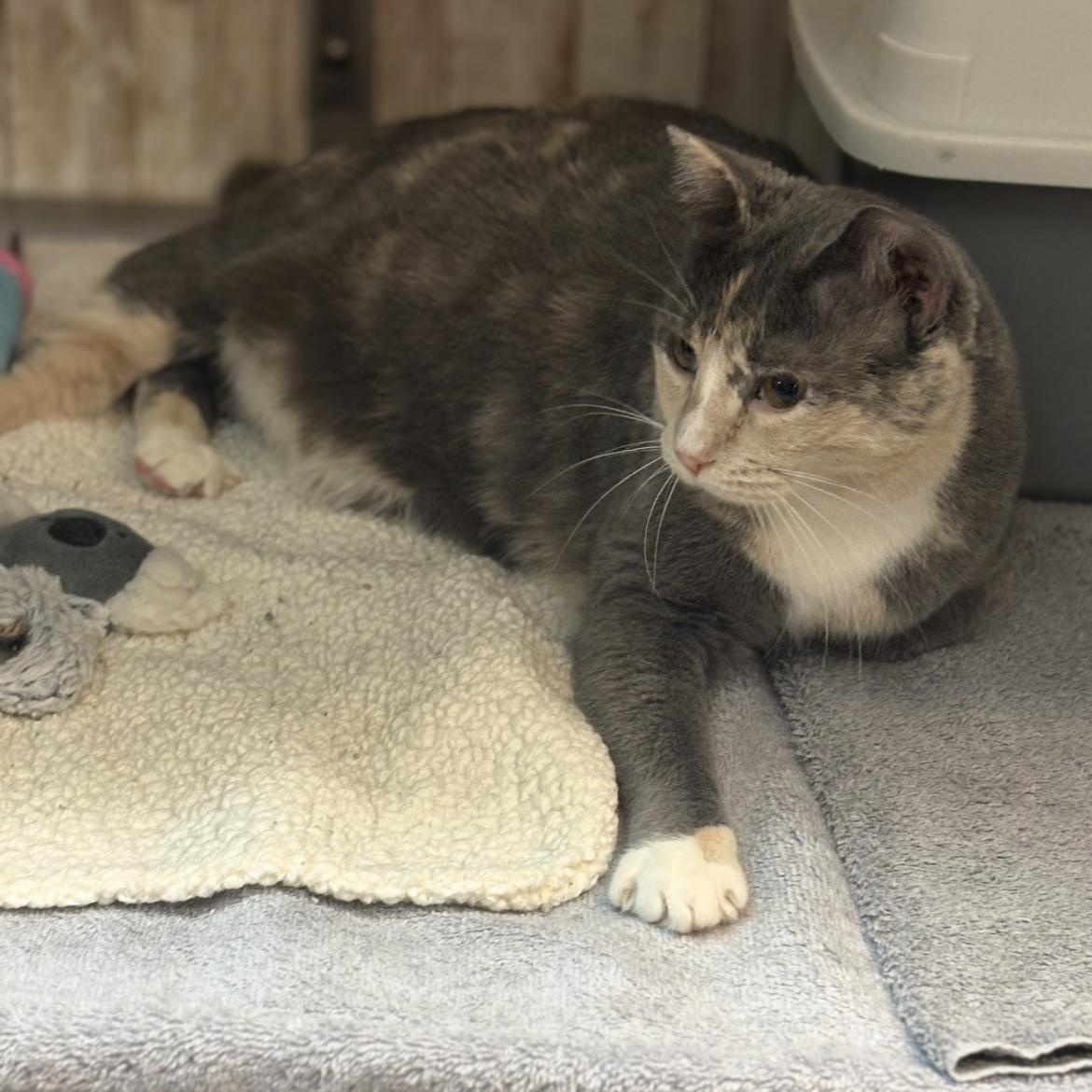 Stormie, adopted, Adult Female Domestic Short Hair & Dilute Tortoiseshell.