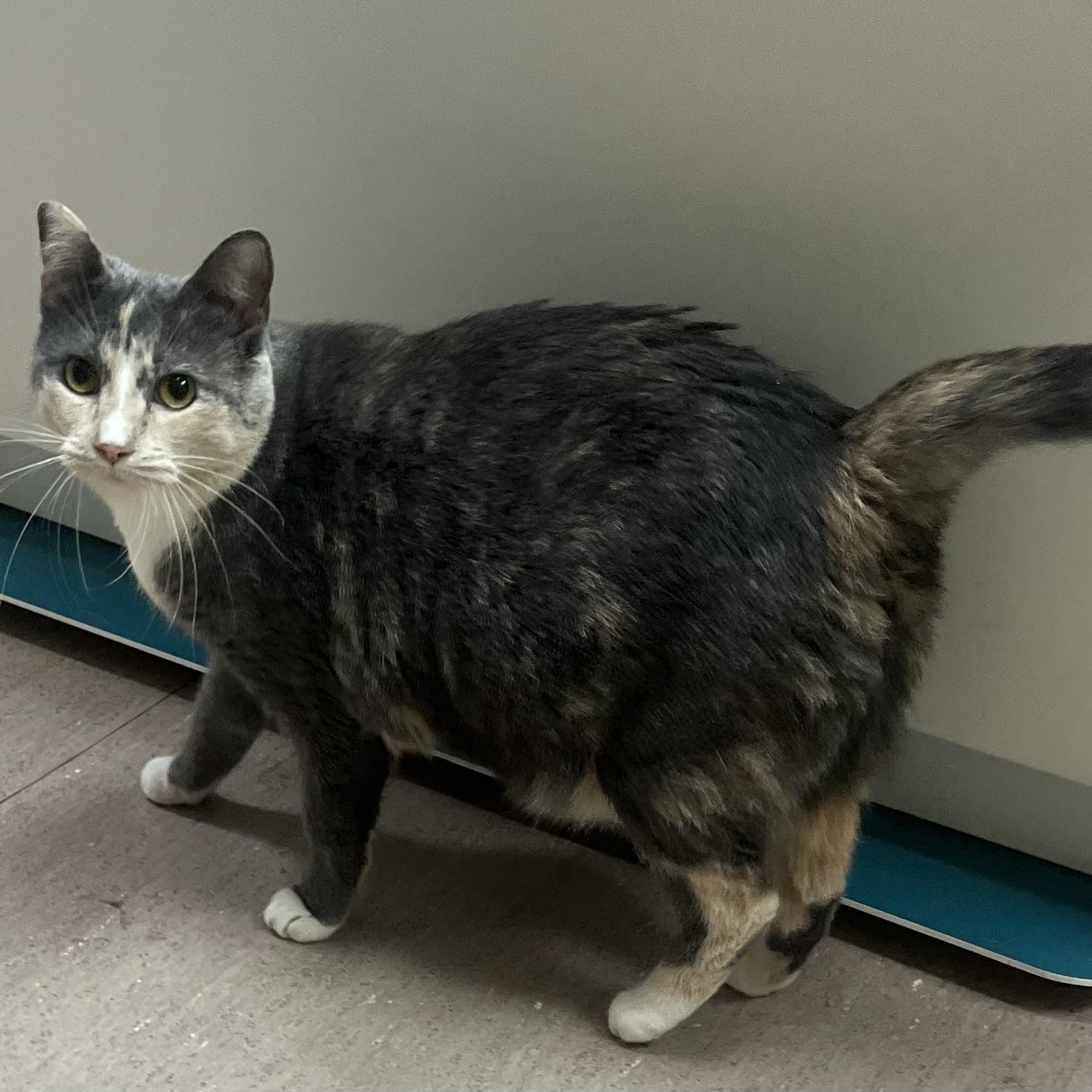 Enlarge Stormie, an adopted mixed breed in Omaha, NE image 2/6