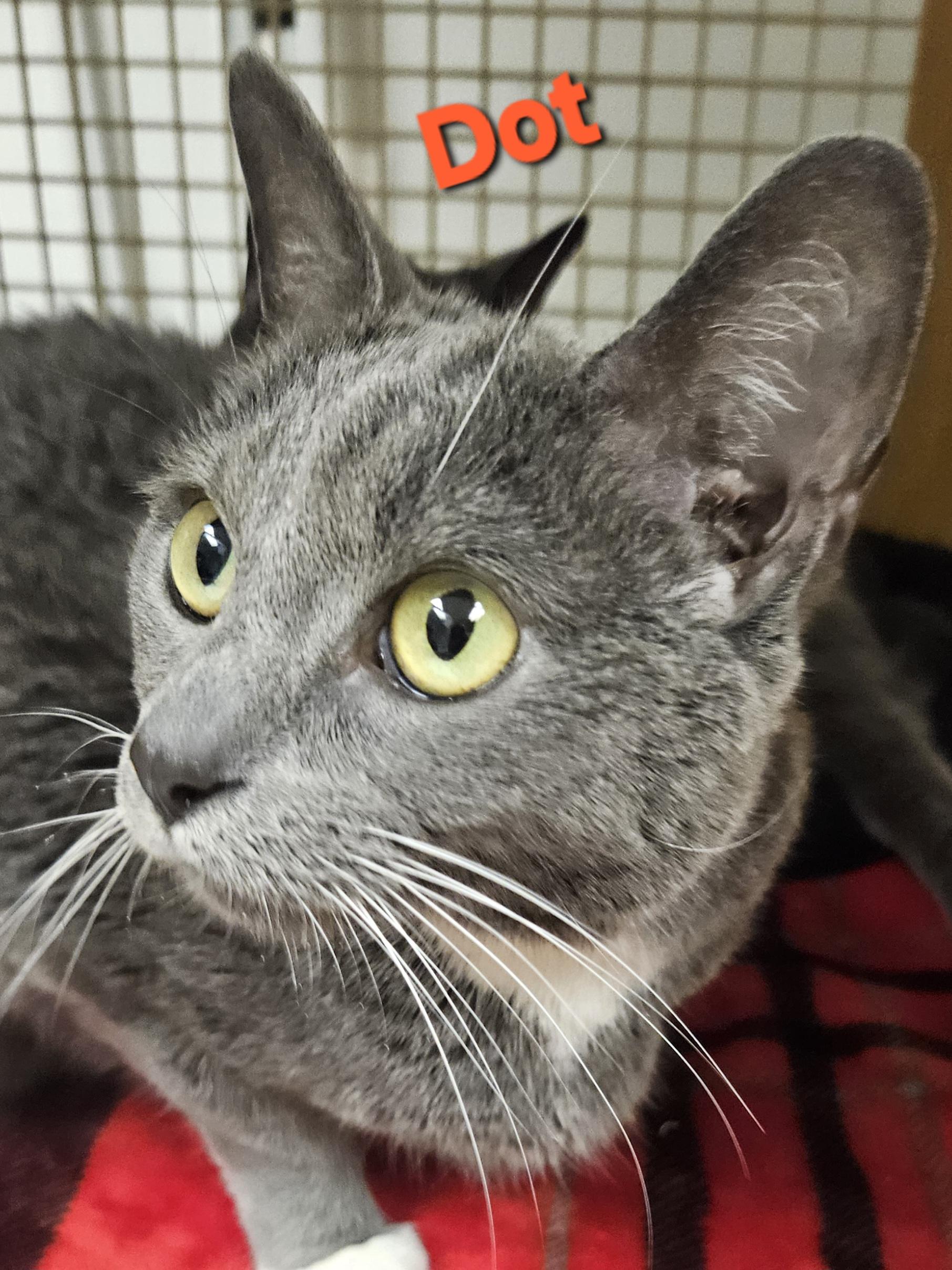 Dot and Doodle (bonded pair), a Adoptable mixed breed in Orange, CA image 2/6