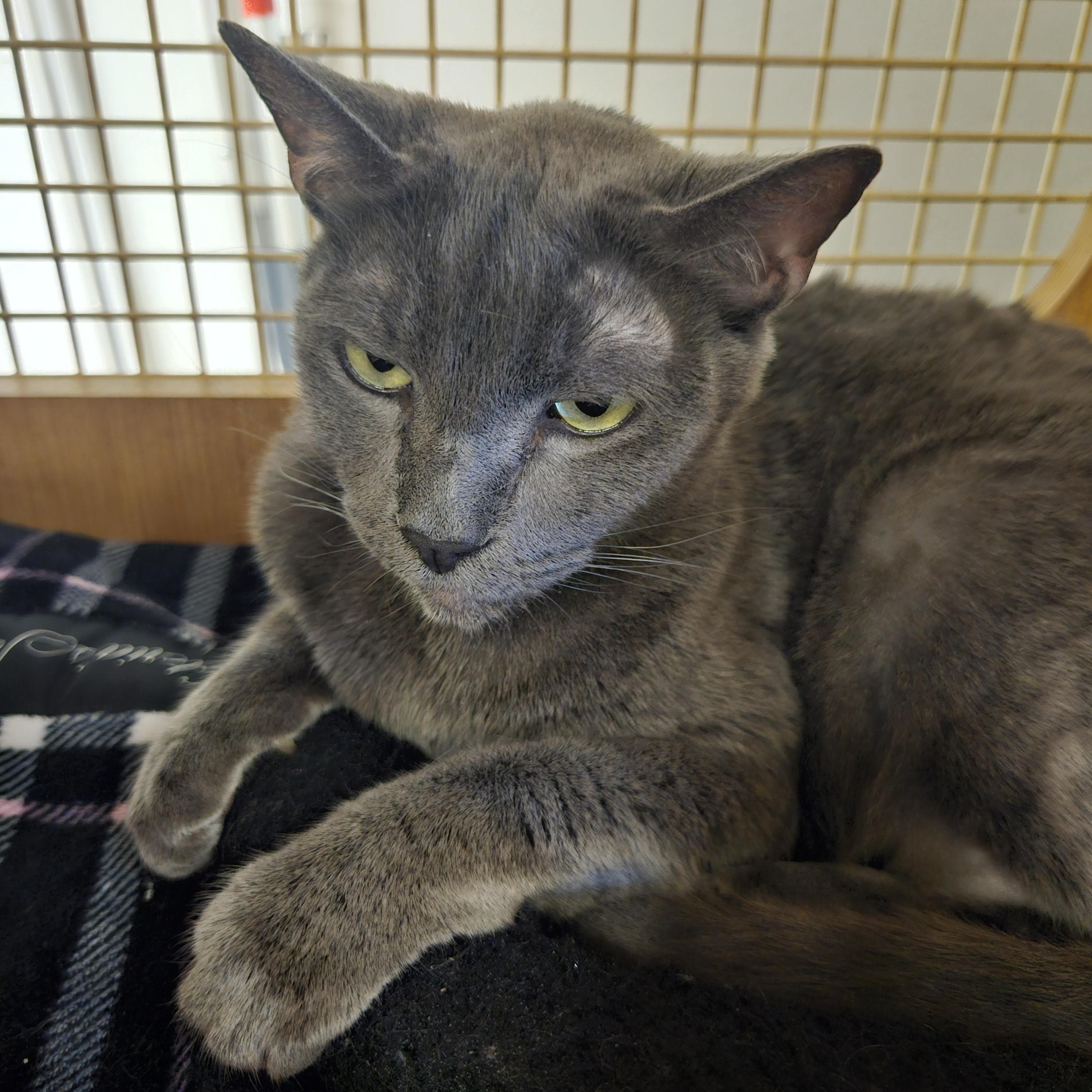 Dot and Doodle (bonded pair), a Adoptable mixed breed in Orange, CA image 3/6