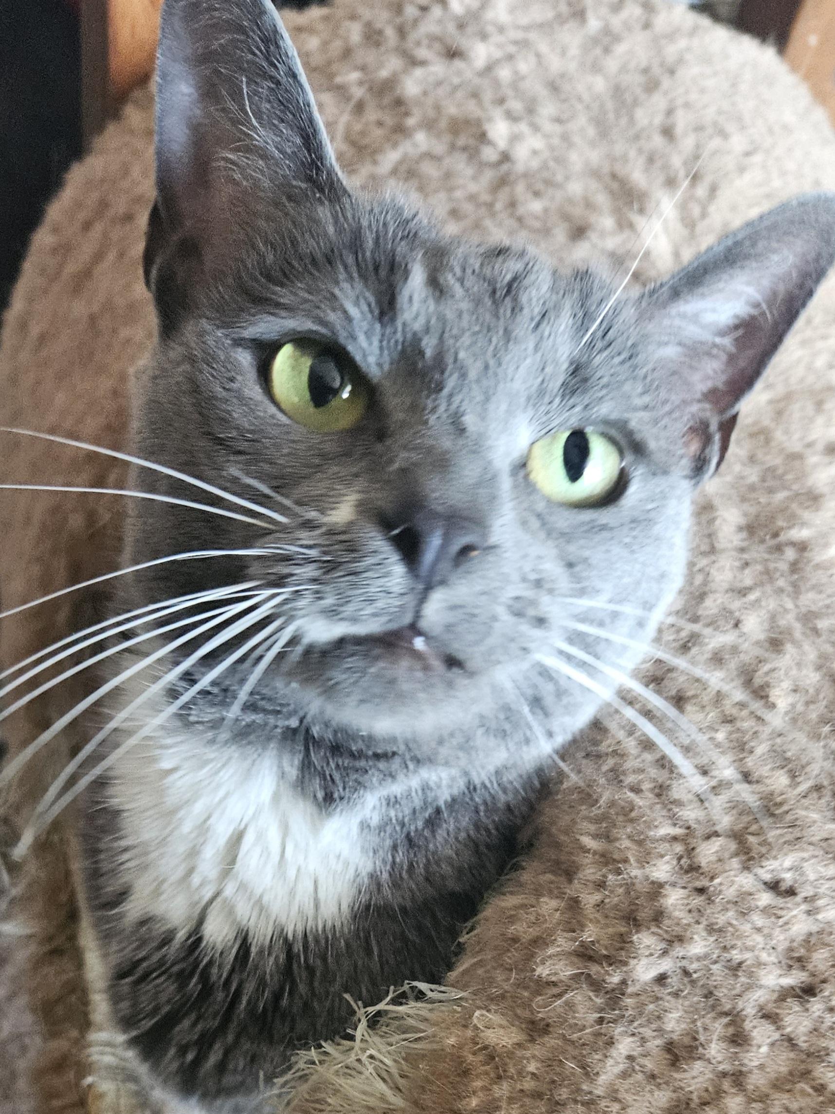 Dot and Doodle (bonded pair), a Adoptable mixed breed in Orange, CA image 6/6