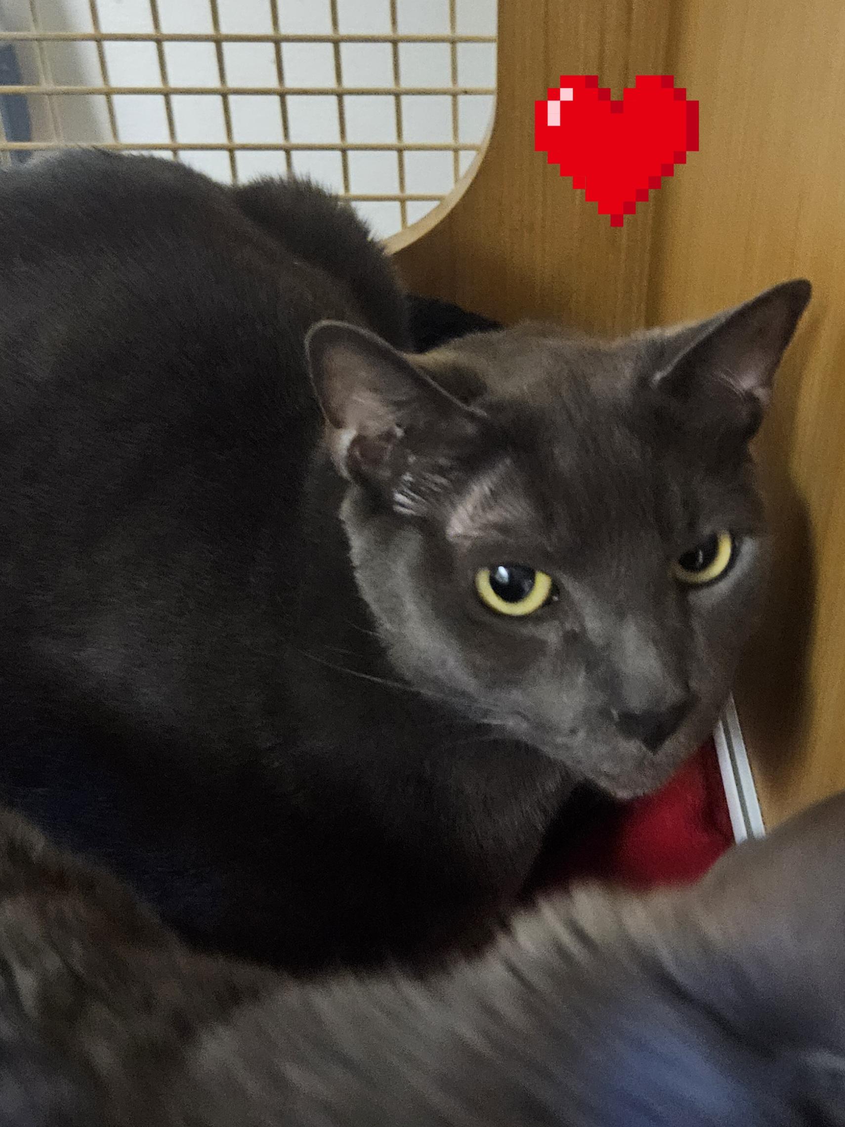 Dot and Doodle (bonded pair), a Adoptable mixed breed in Orange, CA image 5/6