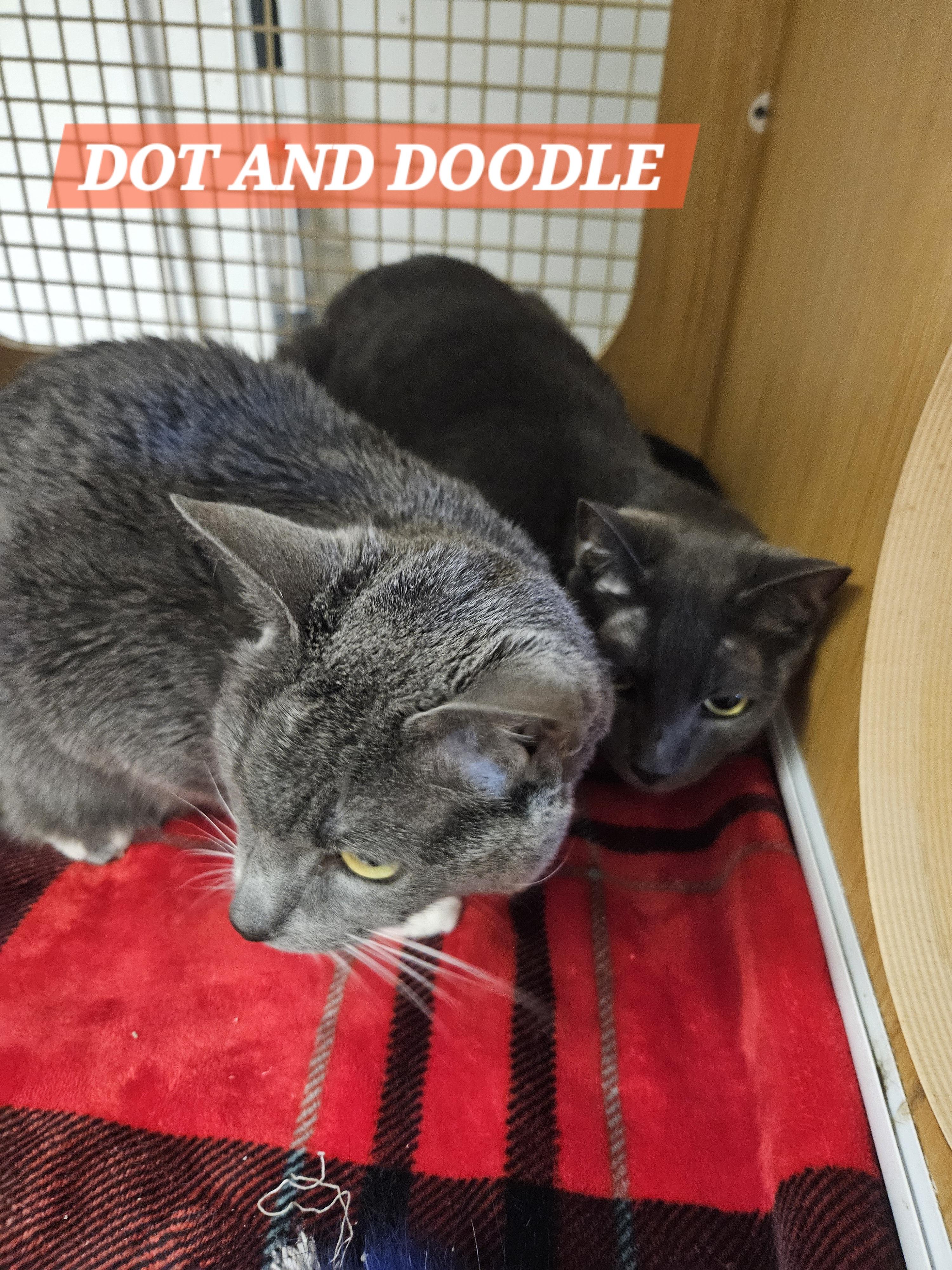 Dot and Doodle (bonded pair), a Adoptable mixed breed in Orange, CA image 1/6