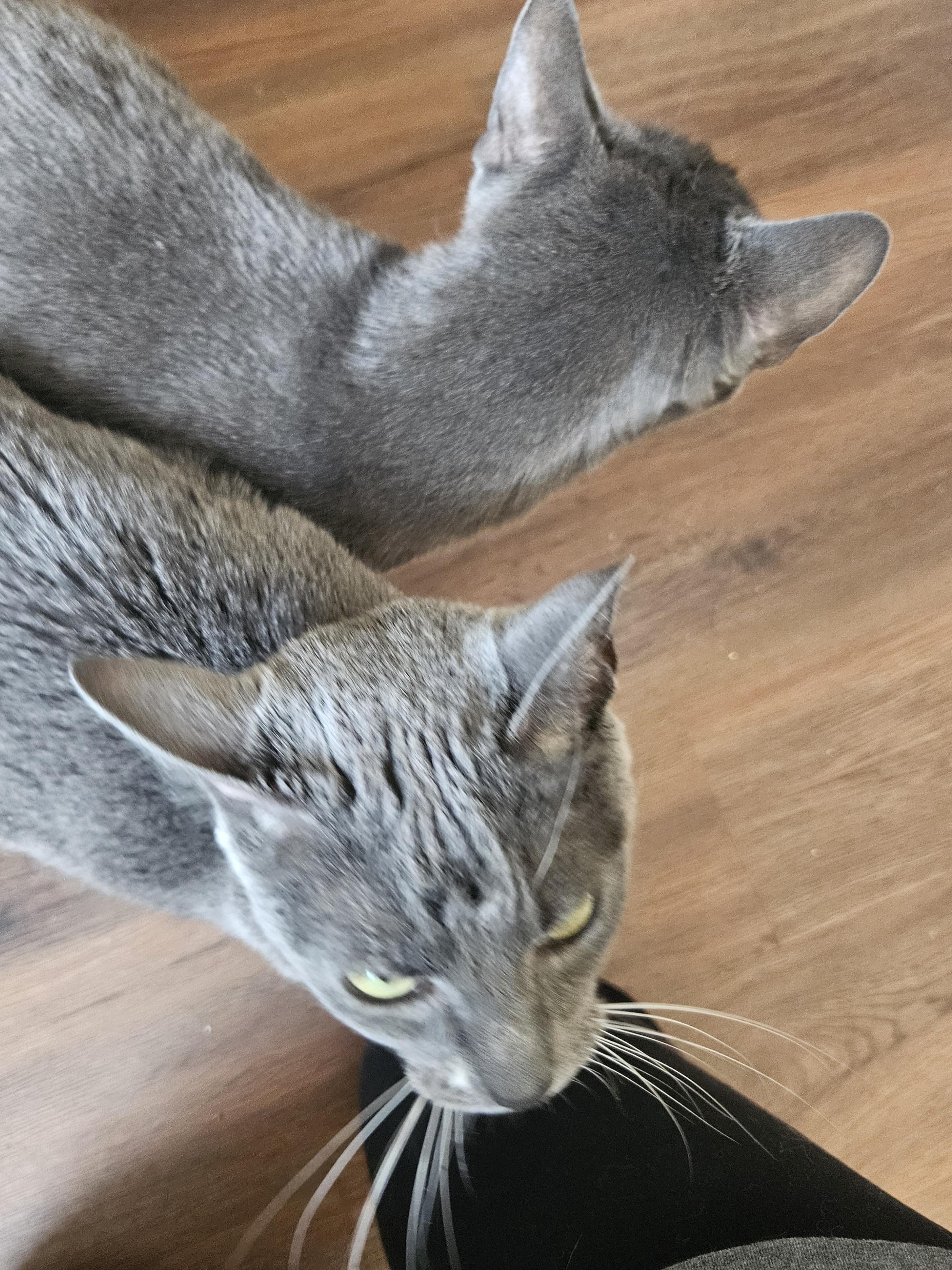 Dot and Doodle (bonded pair), a Adoptable mixed breed in Orange, CA image 4/6