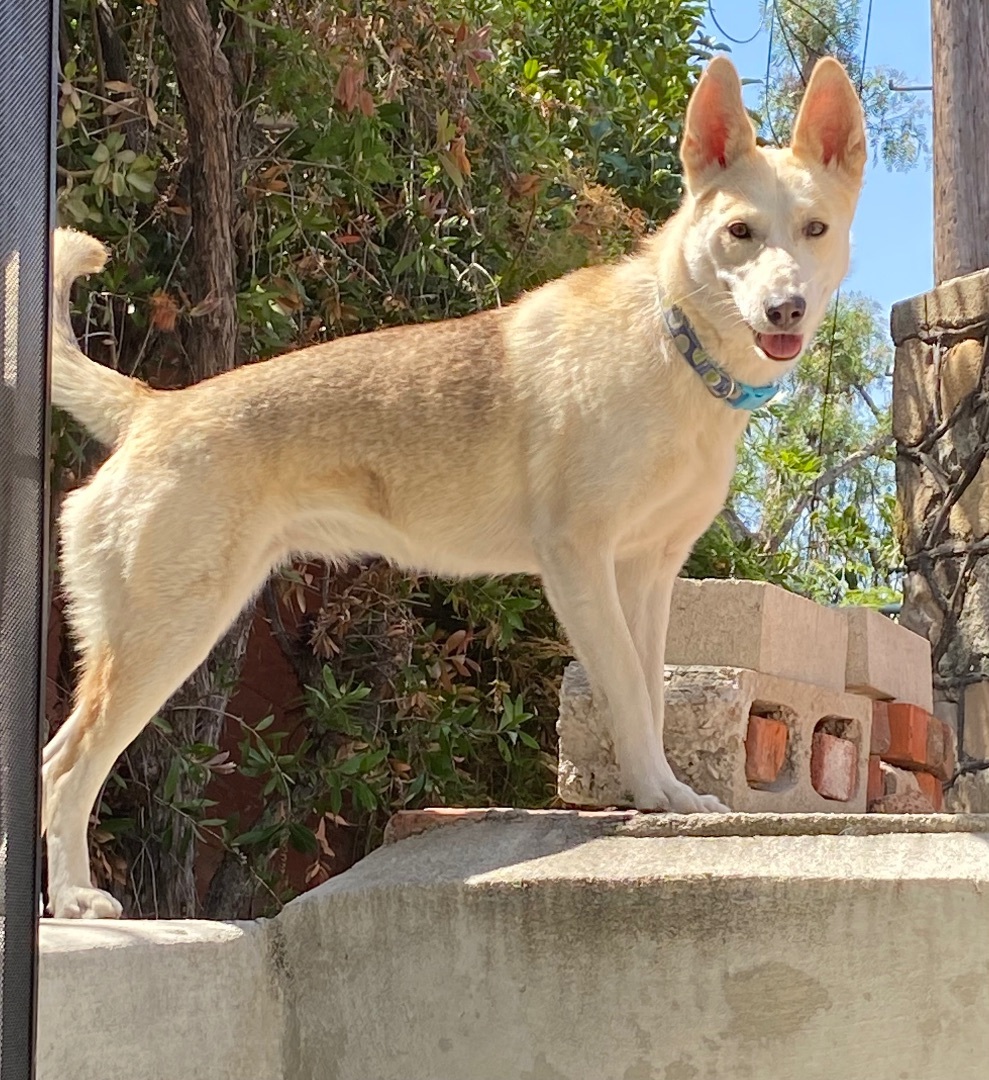 Luna, Young Female unknown