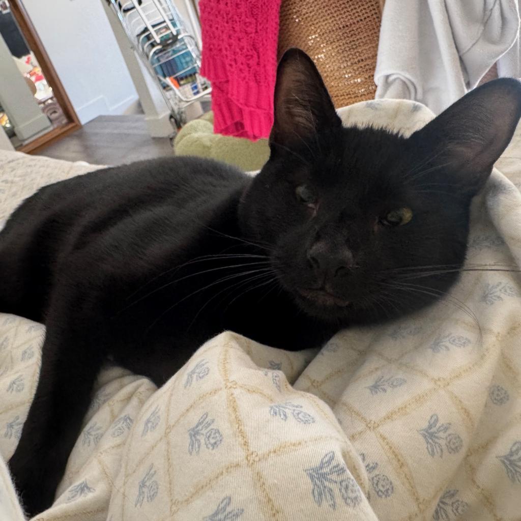 Panang Curry, Adoptable, Adult Male Domestic Short Hair.