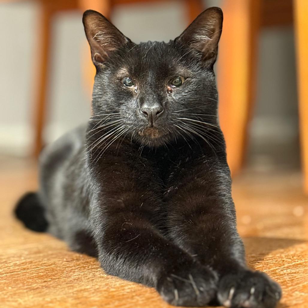 Enlarge Panang Curry, a Adoptable Domestic Short Hair in Los Angeles, CA image 2/6