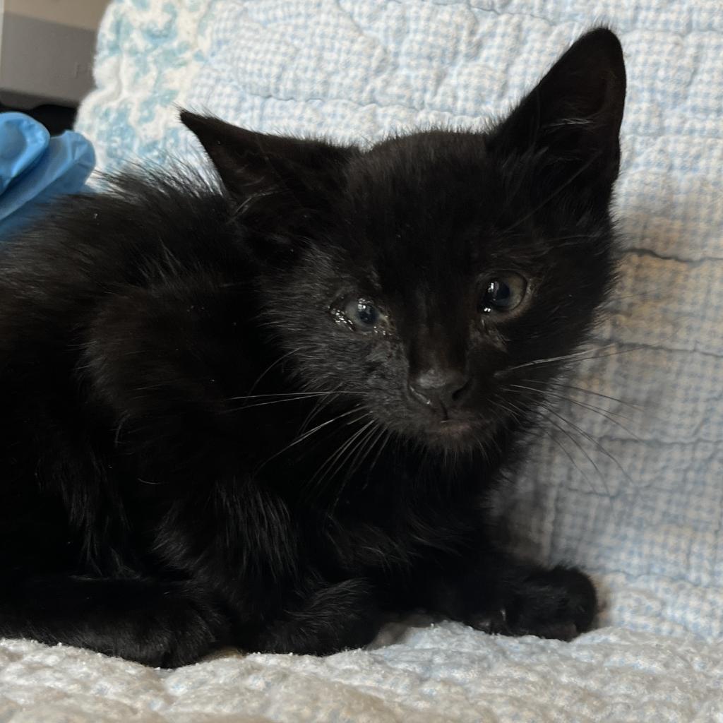 Enlarge Panang Curry, a Adoptable Domestic Short Hair in Los Angeles, CA image 3/6