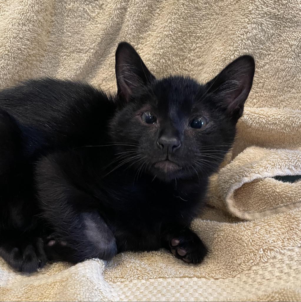Enlarge Panang Curry, a Adoptable Domestic Short Hair in Los Angeles, CA image 4/6