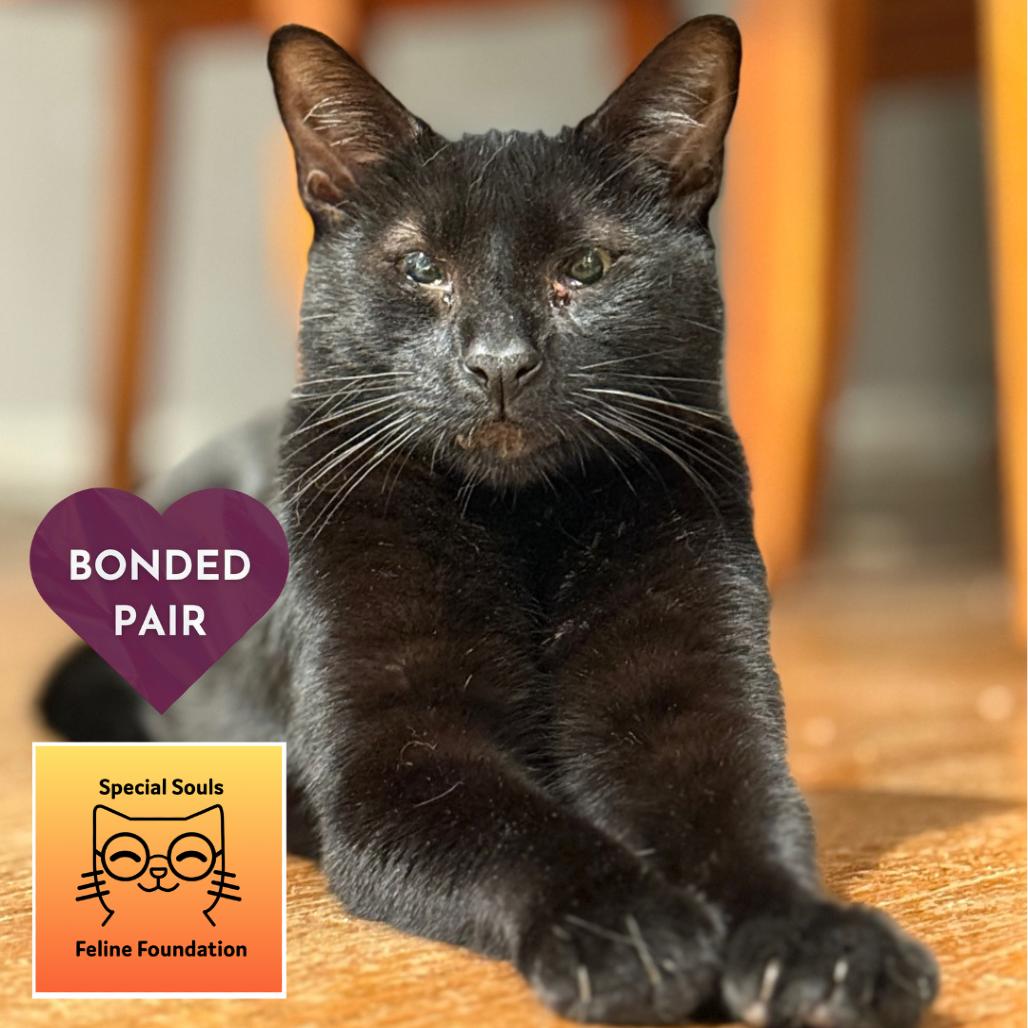 Enlarge Panang Curry, a Adoptable Domestic Short Hair in Los Angeles, CA image 4/6